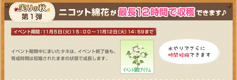 ニコット綿花が最長12時間で収穫できます♪